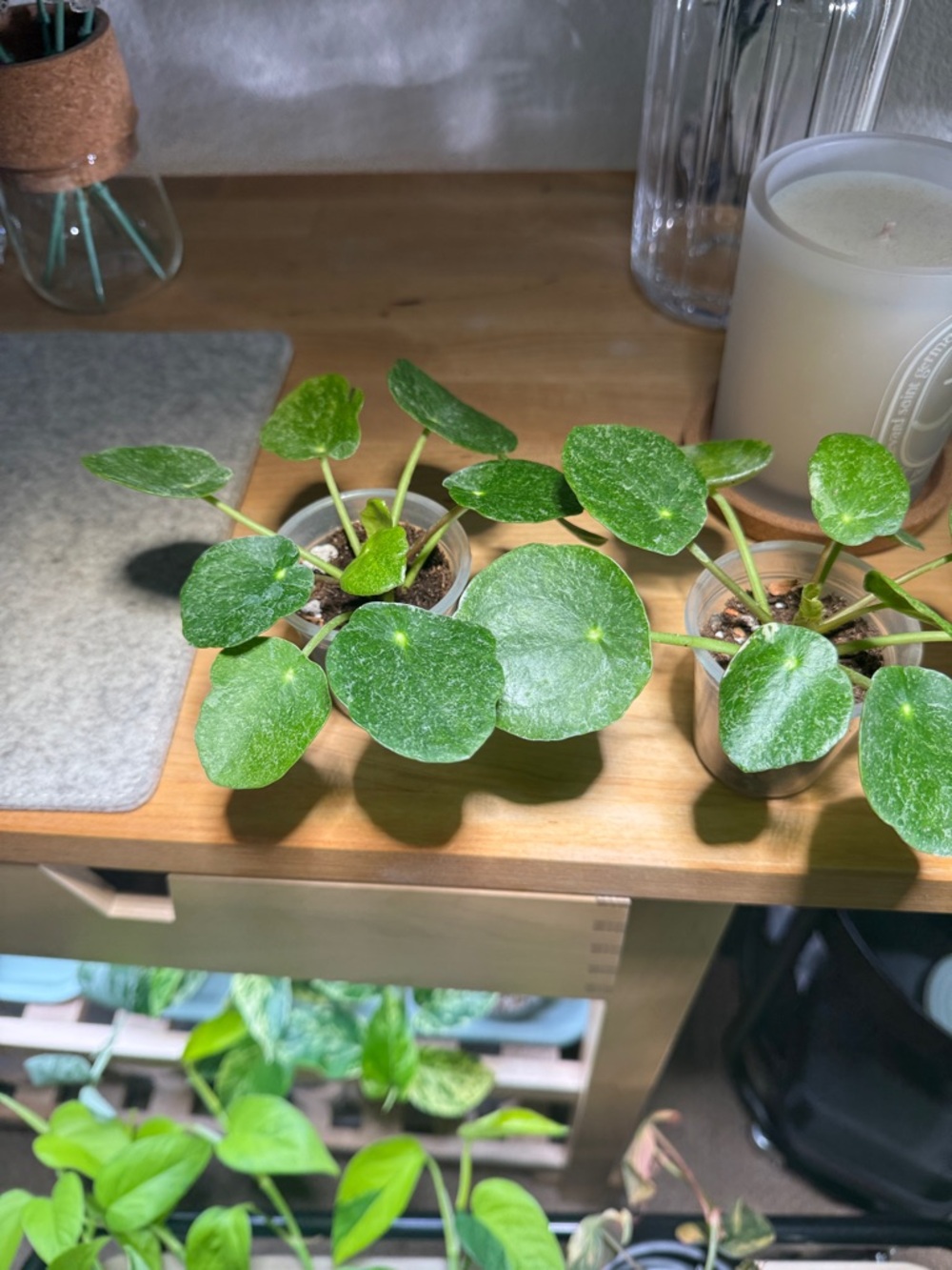Pilea Peperomioides (Chinese Money Plant) - Bright Green